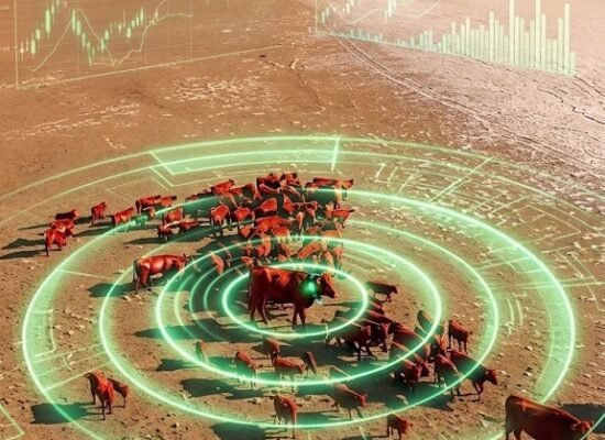 عصر "خوارزمية الأبقار"